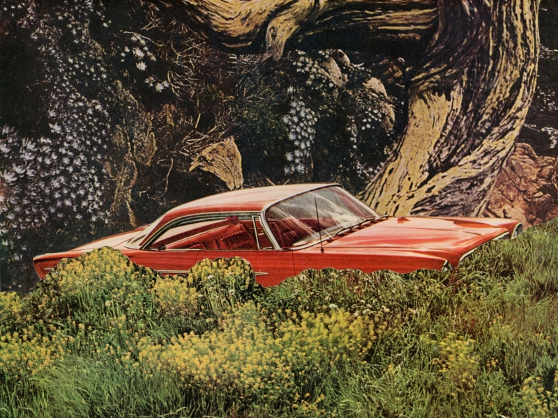 The Burled Hollow